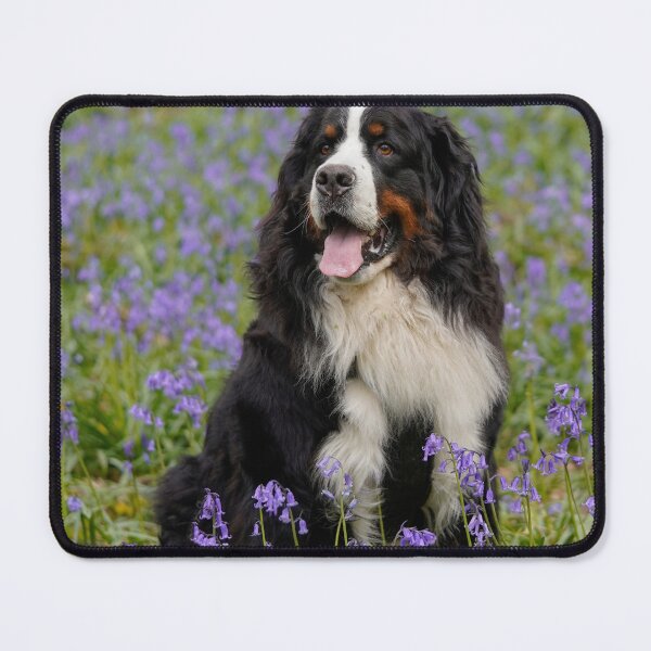 Item preview, Bernese Mountain Dog and bluebells  designed and sold by AlbertandOlly.