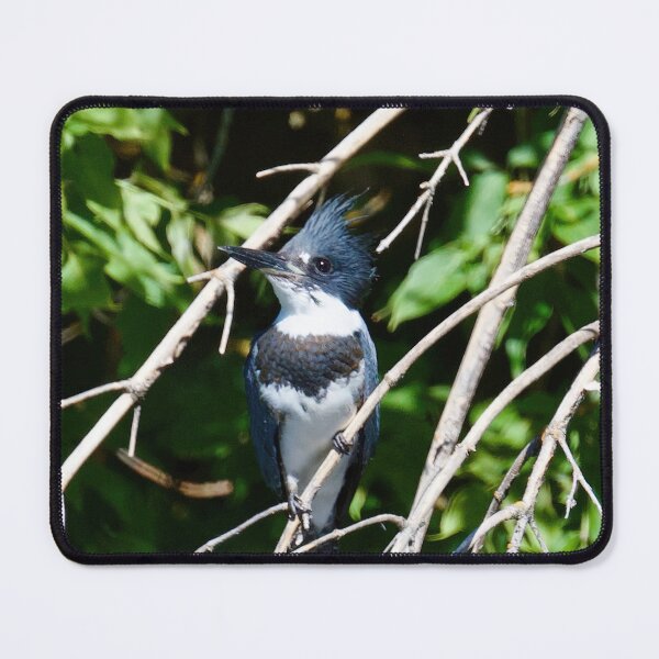 Item preview, Female Belted Kingfisher designed and sold by Cblifeisgood.