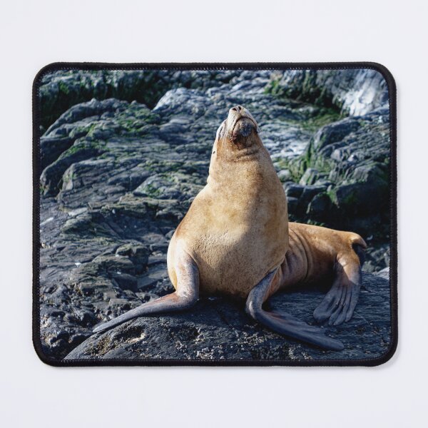 Item preview, Sammy the sealion designed and sold by stevepaint.