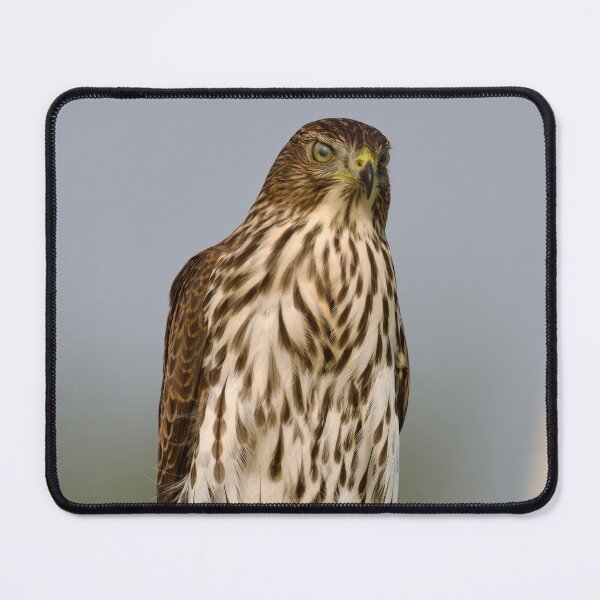 Item preview, Young Cooper’s Hawk  designed and sold by Cblifeisgood.