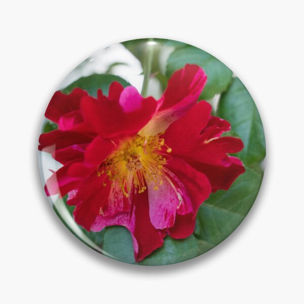 Item preview, Red Rose with Multihued Petals in Magenta and Hot Pink designed and sold by Georgia Mizuleva.