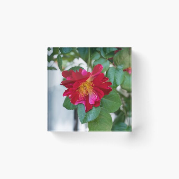 Item preview, Red Rose with Multihued Petals in Magenta and Hot Pink designed and sold by Georgia Mizuleva.