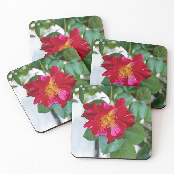 Item preview, Red Rose with Multihued Petals in Magenta and Hot Pink designed and sold by Georgia Mizuleva.