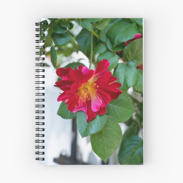 Item preview, Red Rose with Multihued Petals in Magenta and Hot Pink designed and sold by Georgia Mizuleva.