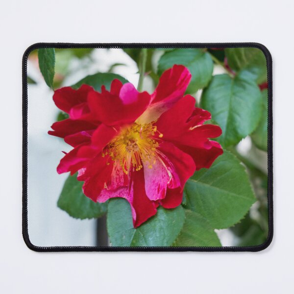 Item preview, Red Rose with Multihued Petals in Magenta and Hot Pink designed and sold by Georgia Mizuleva.