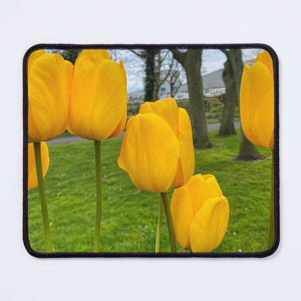 Item preview, Yellow Tulips designed and sold by Violaman.