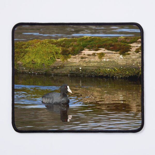 Item preview, White nose week. Eurasian coot designed and sold by Jouko Lehto Photography.