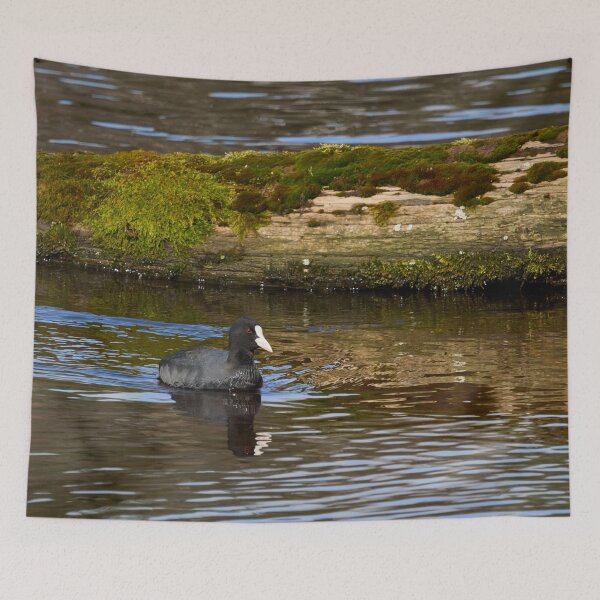 Item preview, White nose week. Eurasian coot designed and sold by Jouko Lehto Photography.
