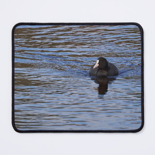 Item preview, On the blue. Eurasian coot designed and sold by Jouko Lehto Photography.