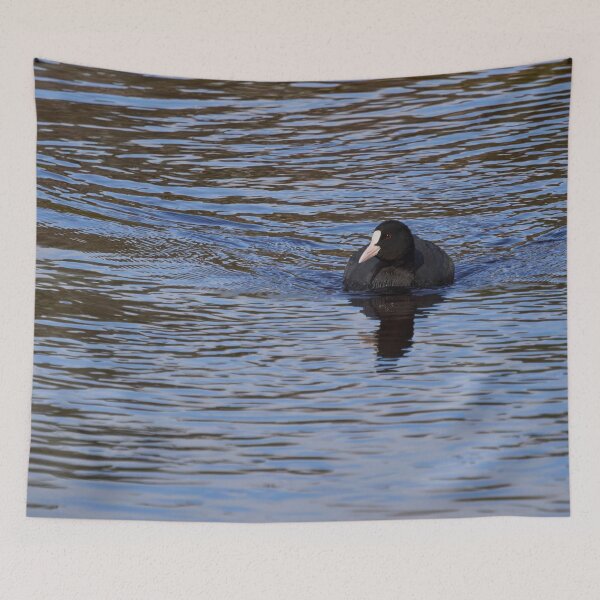 Item preview, On the blue. Eurasian coot designed and sold by Jouko Lehto Photography.