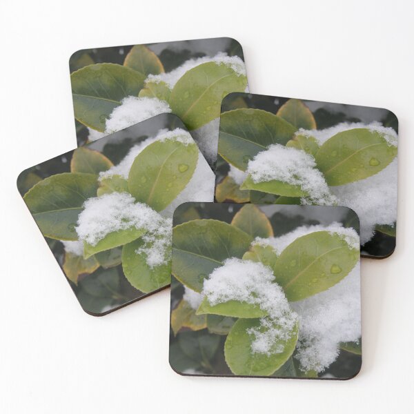 Item preview, Melting Snow on Camellia Leaves Photograph designed and sold by naturegallery.
