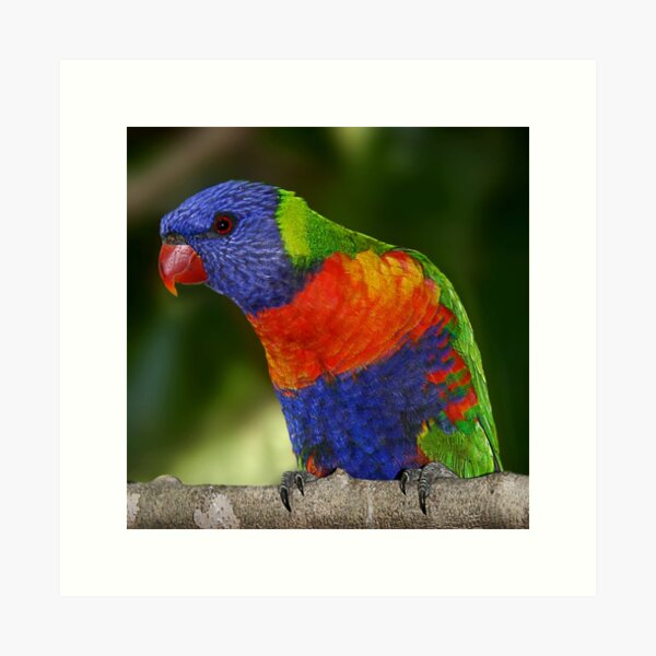 Item preview, Rainbow Lorikeet designed and sold by Didi Bingham.