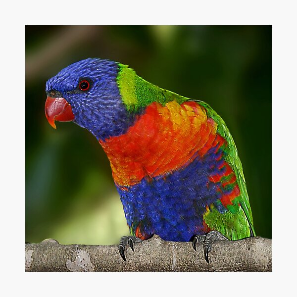 Rainbow Lorikeet Photographic Print