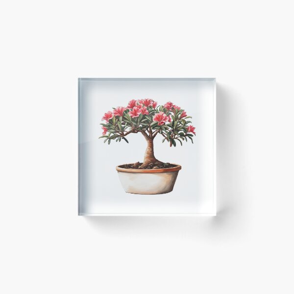 Item preview, Adenium - Desert Rose designed and sold by Petalette.