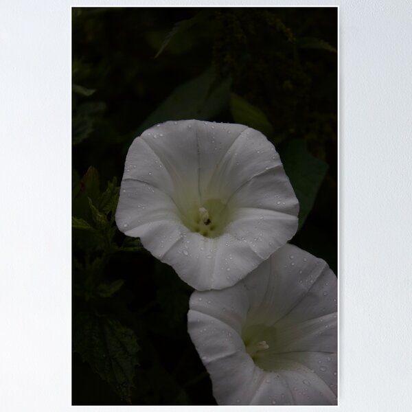 Item preview, Hermosas flores designed and sold by ImagesInFrames.