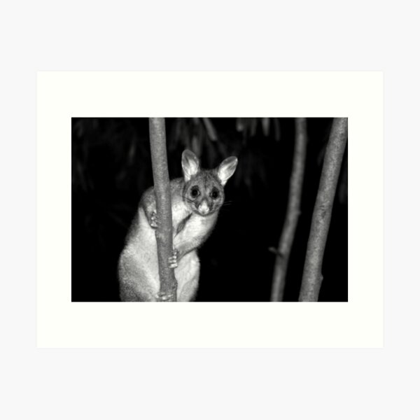 Item preview, © Australian brushtail possum designed and sold by GeoPipics.