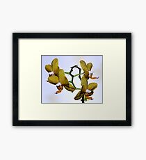 Orchid Framed Print