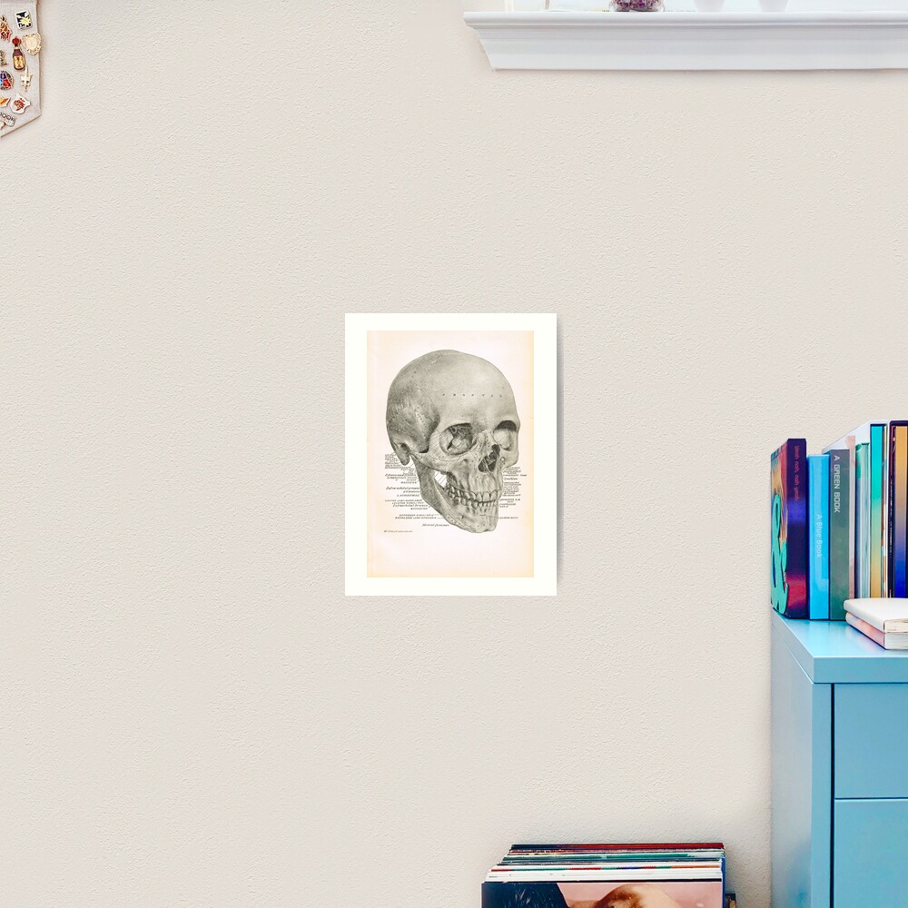 Human Skull, 19th Century illustration Poster for Sale by artfromthepast