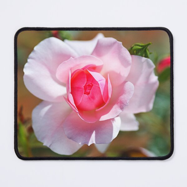 Item preview, Elegant Single Pink Rose designed and sold by Joy Watson - Natural Light Photography .