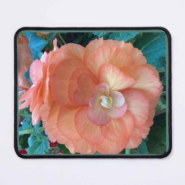 Item preview, peach begonia designed and sold by Pauline Whitburn.