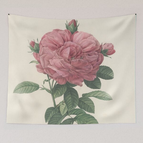 Item preview, Rosa Gallica Flore giganteo Flower Scientific Vintage Illustration designed and sold by Lacasadellora.