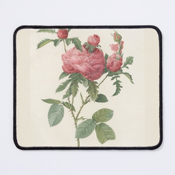 Item preview, Rosa Centifolia Prolifera Foliacea Rose Scientific Vintage Illustration designed and sold by Lacasadellora.