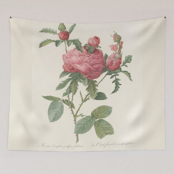 Item preview, Rosa Centifolia Prolifera Foliacea Rose Scientific Vintage Illustration designed and sold by Lacasadellora.
