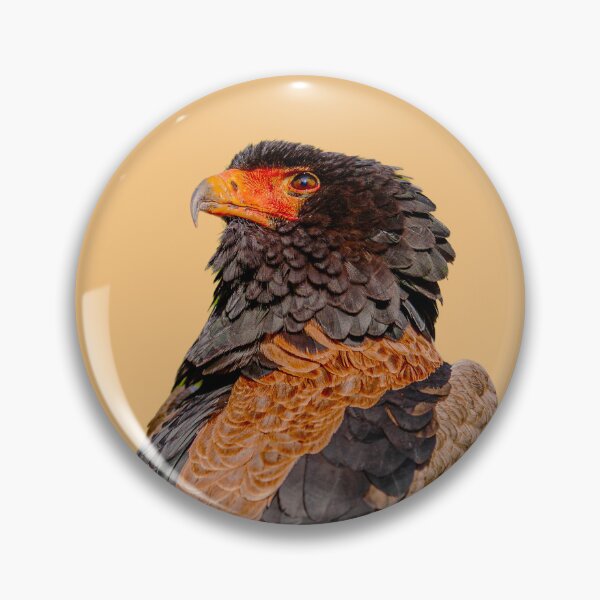 Item preview, A falconers  Magnificent Bateleur Eagle designed and sold by Dalyndigital Photography.