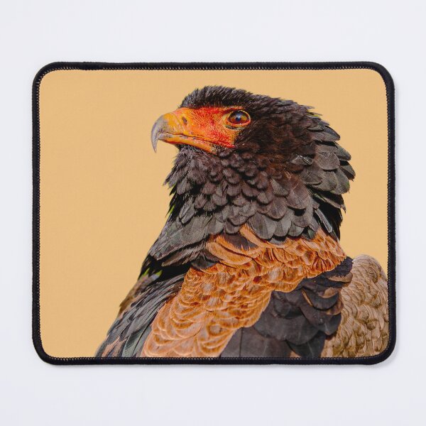 Item preview, A falconers Magnificent Bateleur Eagle designed and sold by Dalyndigital Photography.