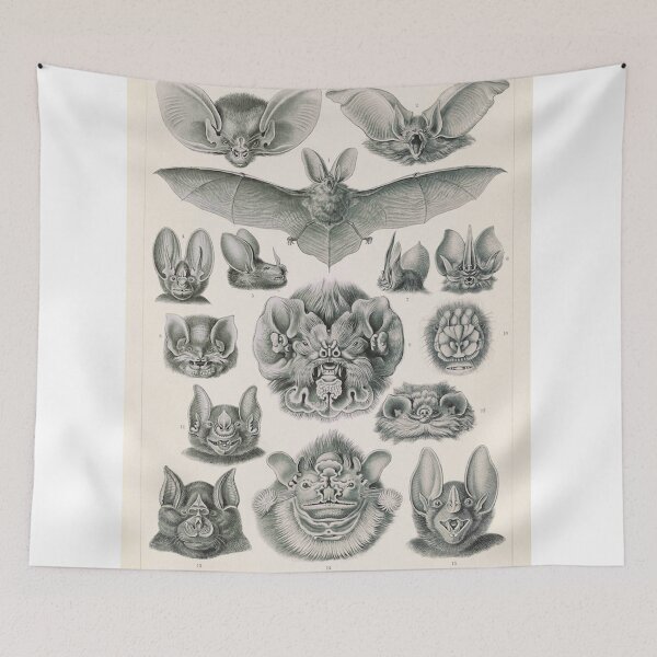 Item preview, The order of Chiroptera Bats vintage poster art by Ernst Haeckel Illustration designed and sold by Vintage Designs +.