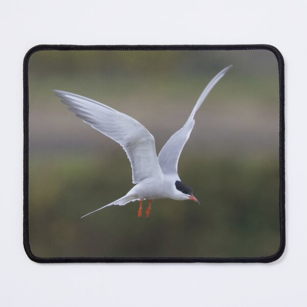 Item preview, Common Tern designed and sold by LaurenTucker.