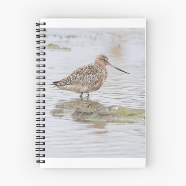 Item preview, Bar Tailed Godwit designed and sold by LaurenTucker.