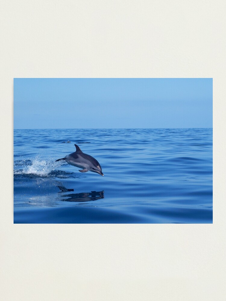 Dolphins Flight | Photographic Print