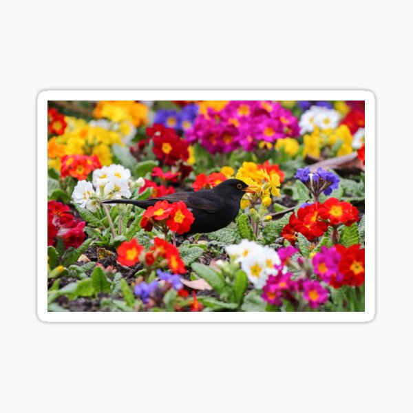 Item preview, Blackbird in pansies designed and sold by GreyFeatherPhot.