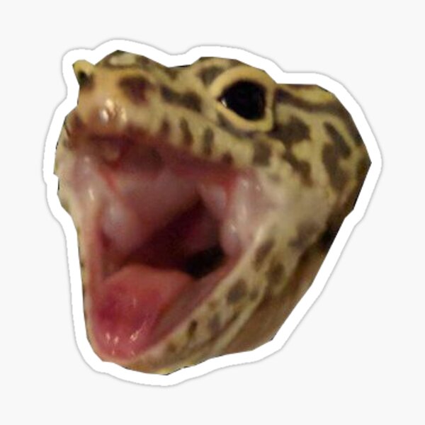 Leopard Gecko Merch & Gifts for Sale