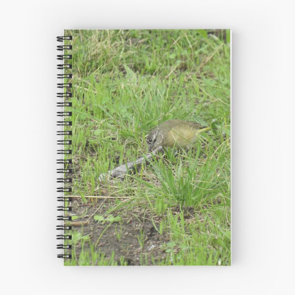 Item preview, Yellow-rumped thornbill  designed and sold by greentiger1.