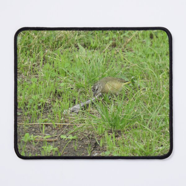Item preview, Yellow-rumped thornbill  designed and sold by greentiger1.