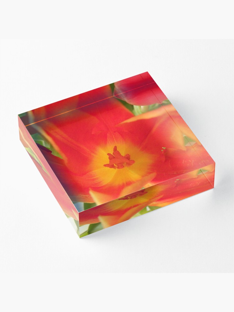 Alternate view of a colorful flower dream, tulips, tulip Acrylic Block