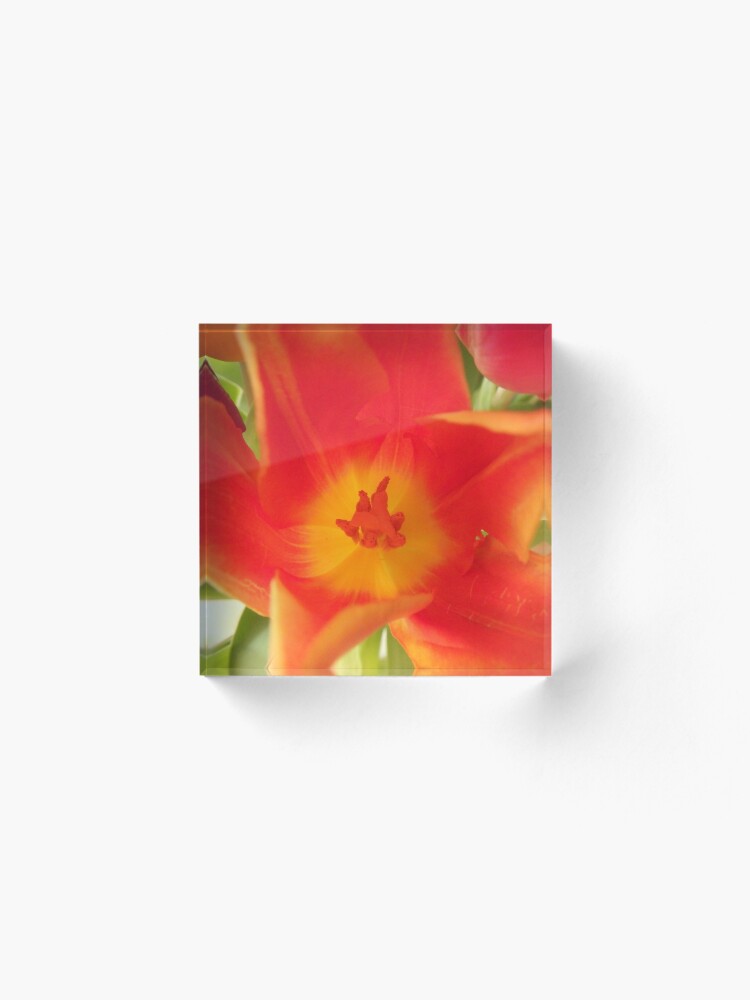 Alternate view of a colorful flower dream, tulips, tulip Acrylic Block