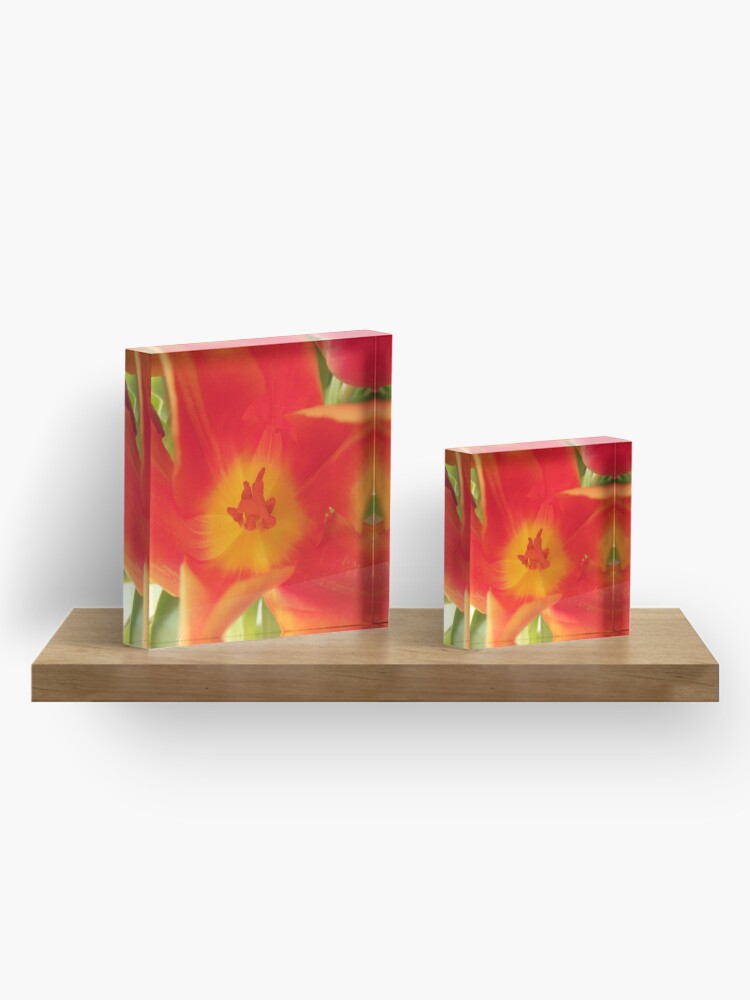 Alternate view of a colorful flower dream, tulips, tulip Acrylic Block