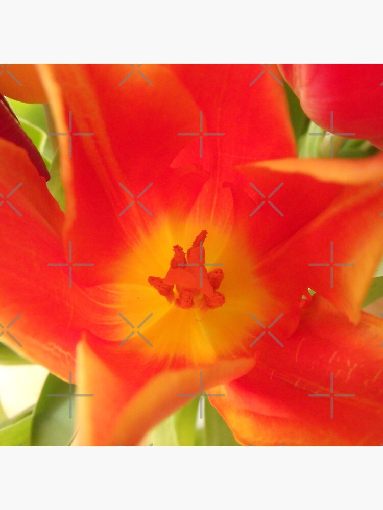a colorful flower dream, tulips, tulip by rhnaturestyles