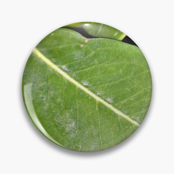 Item preview, ornamental plant dangerous  poisonous fruits  designed and sold by sadeek1021953Ss.