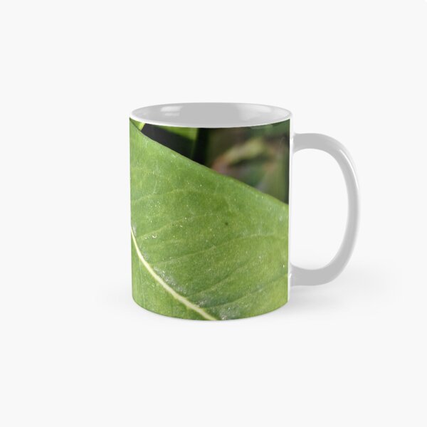 Item preview, ornamental plant dangerous  poisonous fruits  designed and sold by sadeek1021953Ss.