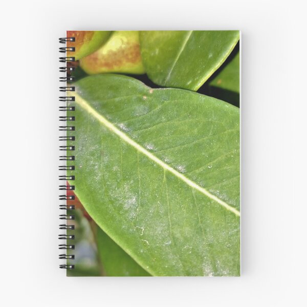 Item preview, ornamental plant dangerous  poisonous fruits  designed and sold by sadeek1021953Ss.