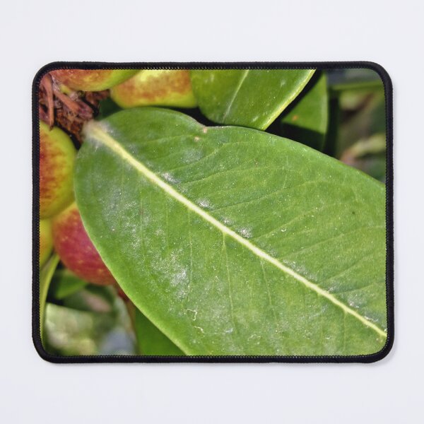 Item preview, ornamental plant dangerous  poisonous fruits  designed and sold by sadeek1021953Ss.