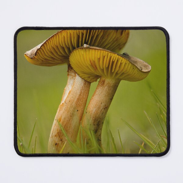 Item preview, Western gilled bolete designed and sold by millivedder.