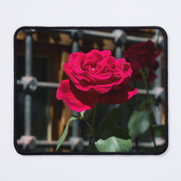 Item preview, Crimson Red Fragrant Rose in Full Bloom designed and sold by Georgia Mizuleva.