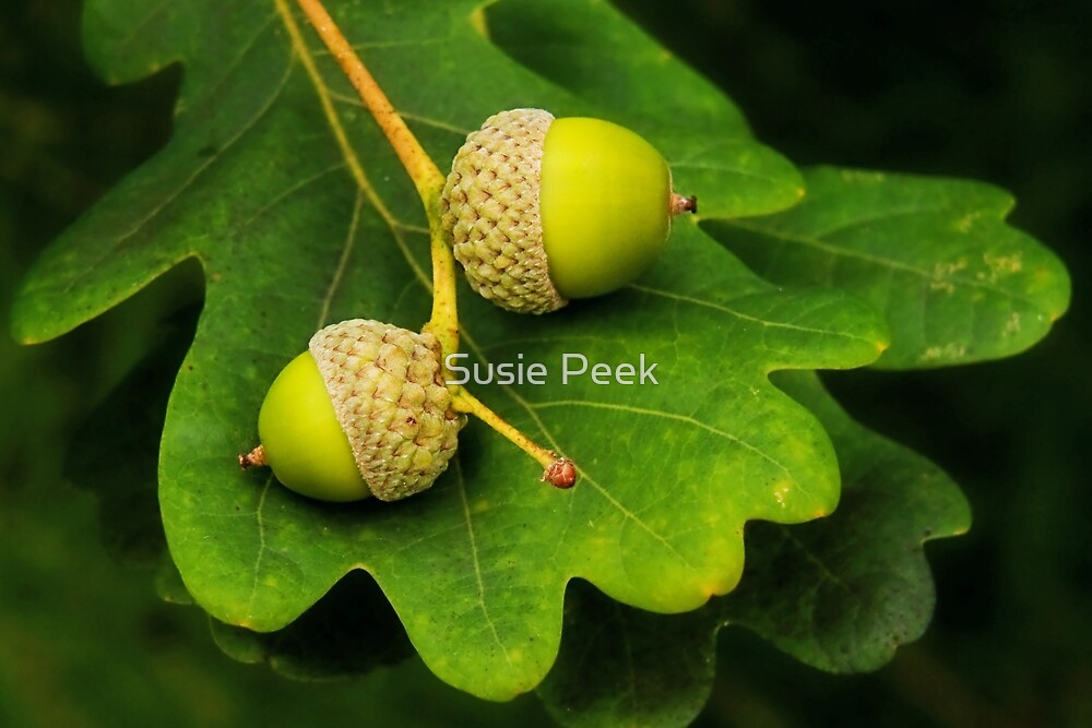 Mighty Oaks From Little Acorns Grow In Latin