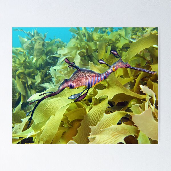 Item preview, Seadragon designed and sold by James Peake Nature Photography..