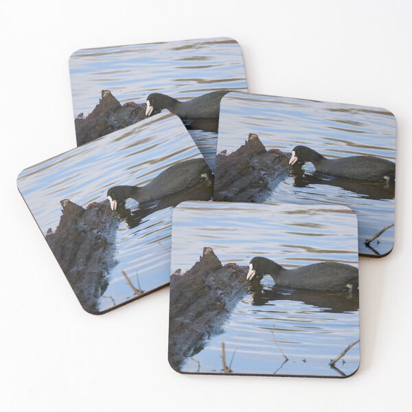 Item preview, Looks like dead wood.. Eurasian coot designed and sold by Jouko Lehto Photography.